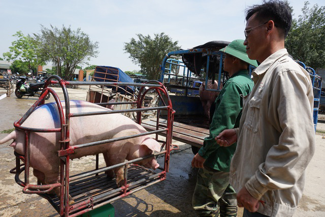 Giá nông sản hôm nay (20/1): Lợn hơi cả nước tiếp tục tăng, thấp nhất 80.000 đồng/kg - Ảnh 1.