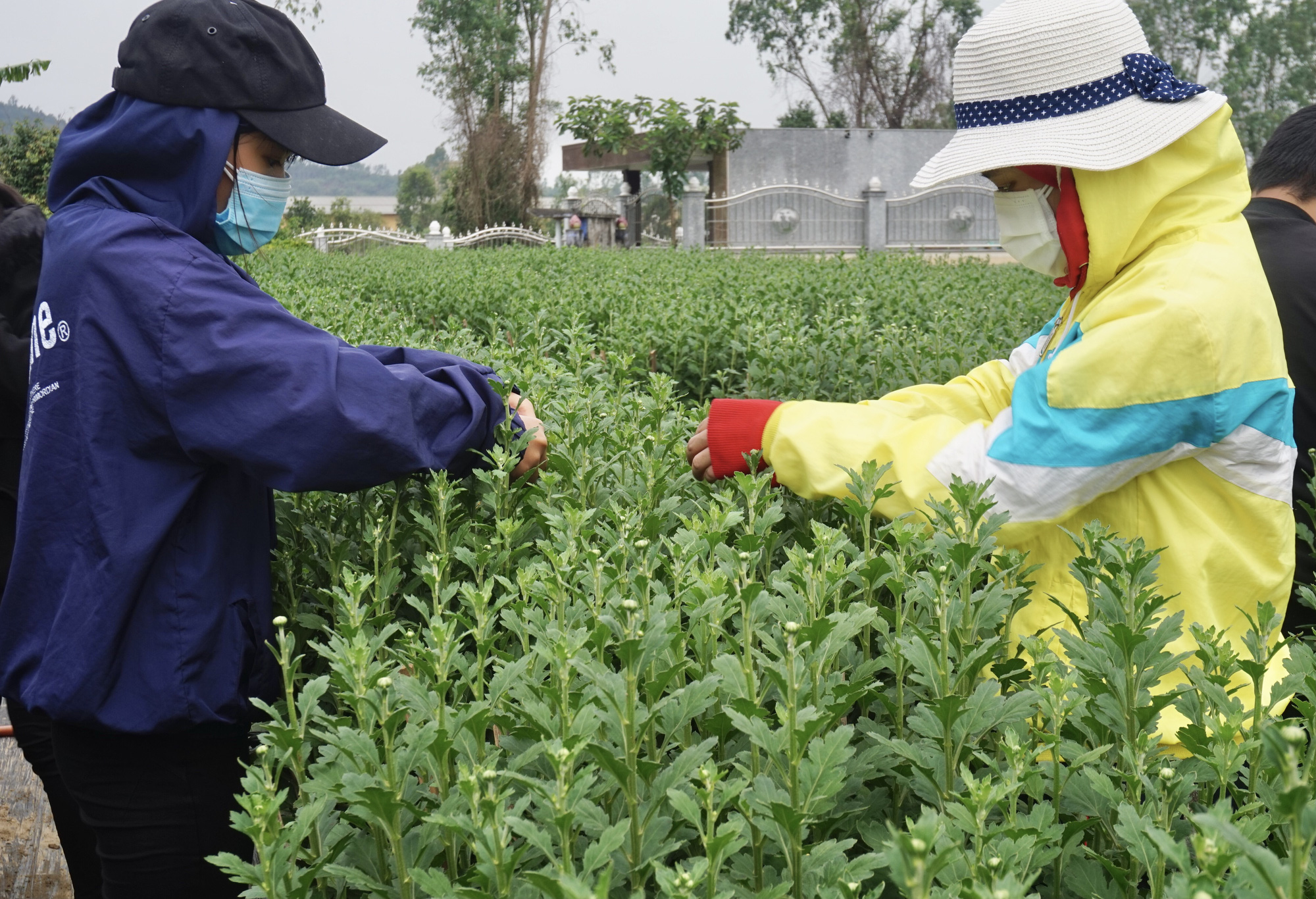 Đà Nẵng: Sinh viên làm nông kiếm tiền triệu dịp Tết Nguyên đán 2021 - Ảnh 2.