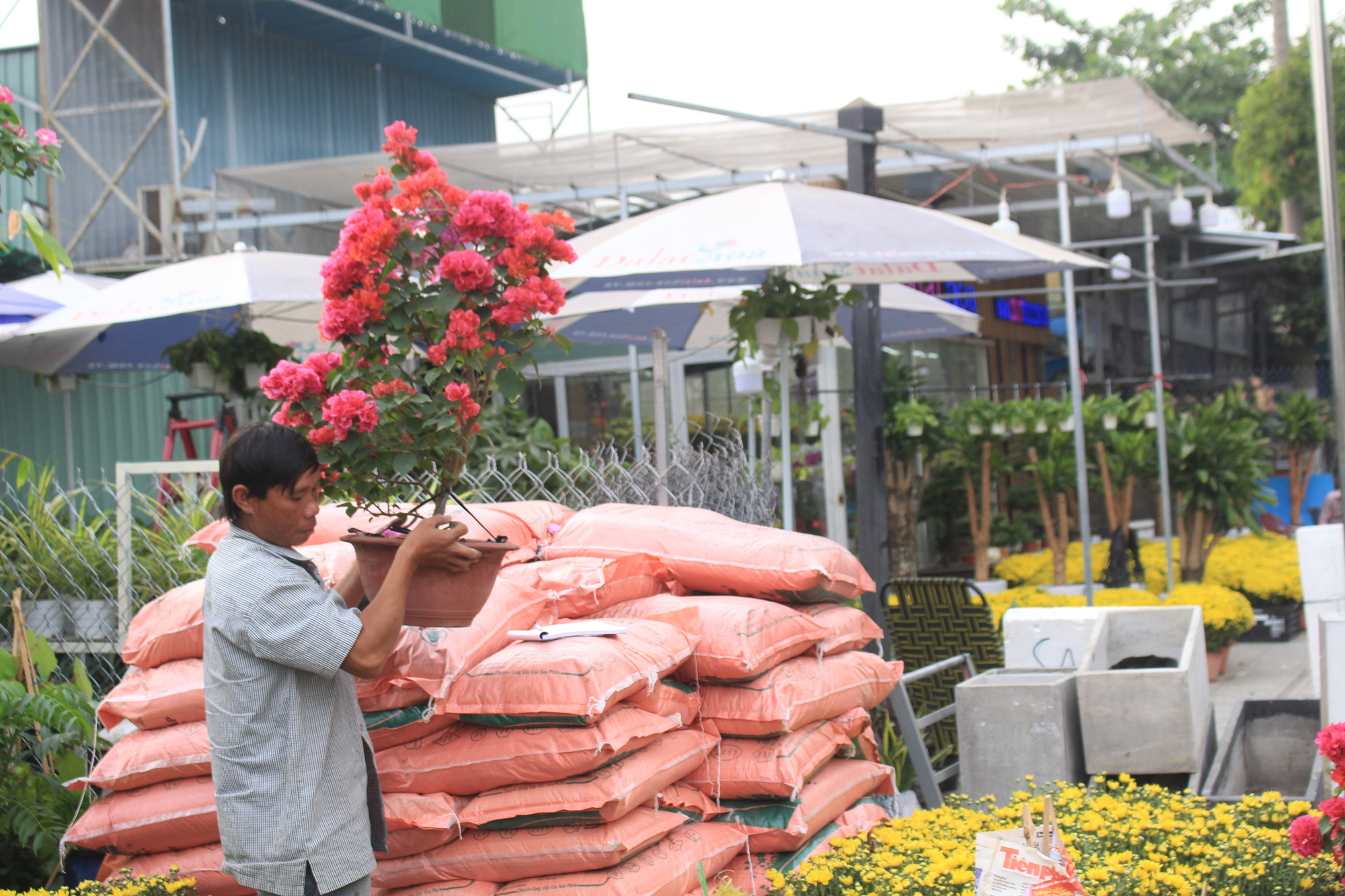 Hoa kiểng Tết đã bán tại Sài Gòn, tranh thủ giá rẻ, nhiều người đi mua sớm - Ảnh 10.