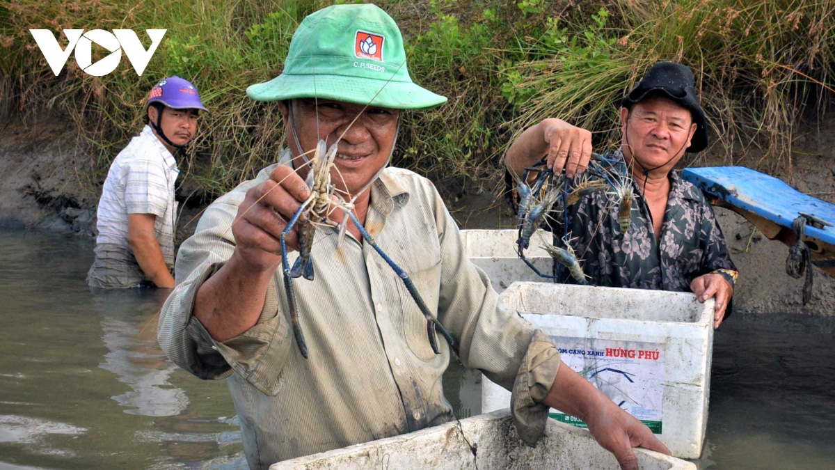 Cà Mau: Về vùng đất này xem người dân đang bắt tôm càng xanh trong ruộng lúa, toàn con to bự - Ảnh 12.