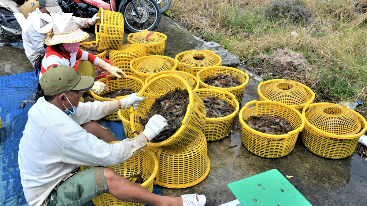 Cà Mau: Về vùng đất này xem người dân đang bắt tôm càng xanh trong ruộng lúa, toàn con to bự - Ảnh 13.