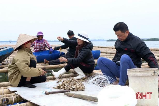 Hà Tĩnh: Giữa thành phố này, nông dân nuôi loài gì mà &quot;xâu&quot; thành dây thả xuống nước? - Ảnh 1.