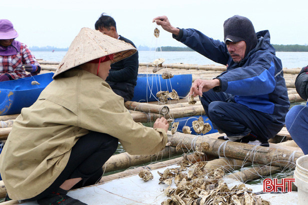 Hà Tĩnh: Giữa thành phố này, nông dân nuôi loài gì mà &quot;xâu&quot; thành dây thả xuống nước? - Ảnh 2.