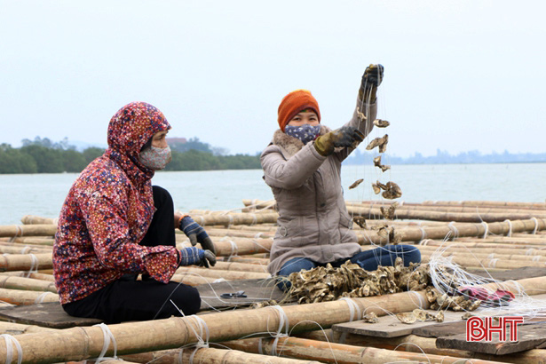 Hà Tĩnh: Giữa thành phố này, nông dân nuôi loài gì mà &quot;xâu&quot; thành dây thả xuống nước? - Ảnh 3.