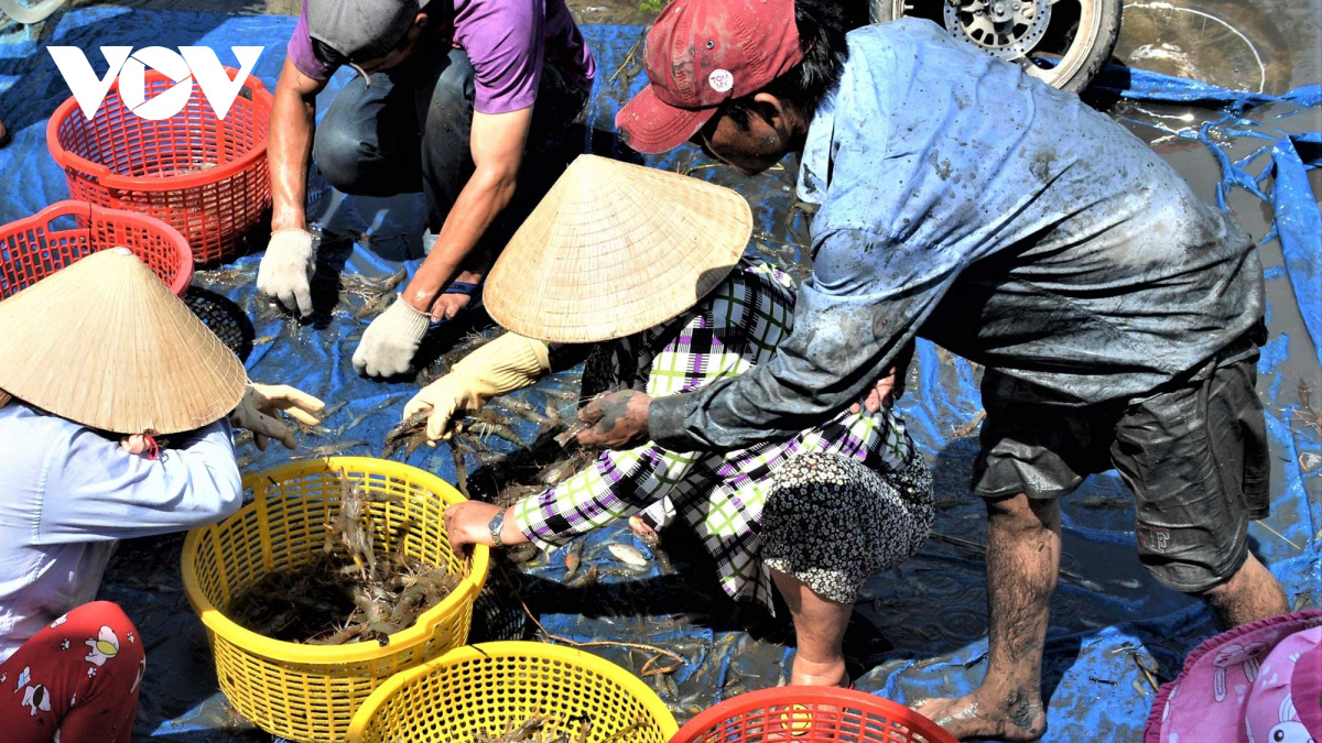 Cà Mau: Về vùng đất này xem người dân đang bắt tôm càng xanh trong ruộng lúa, toàn con to bự - Ảnh 14.