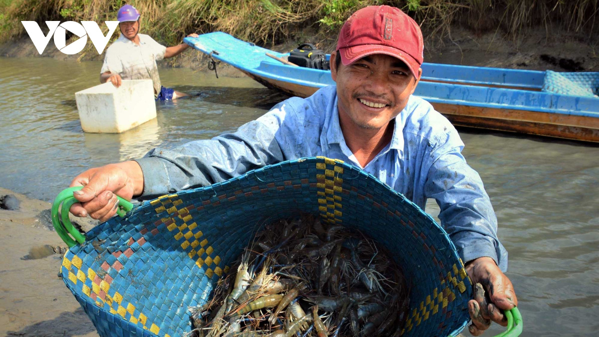 Cà Mau: Về vùng đất này xem người dân đang bắt tôm càng xanh trong ruộng lúa, toàn con to bự - Ảnh 6.