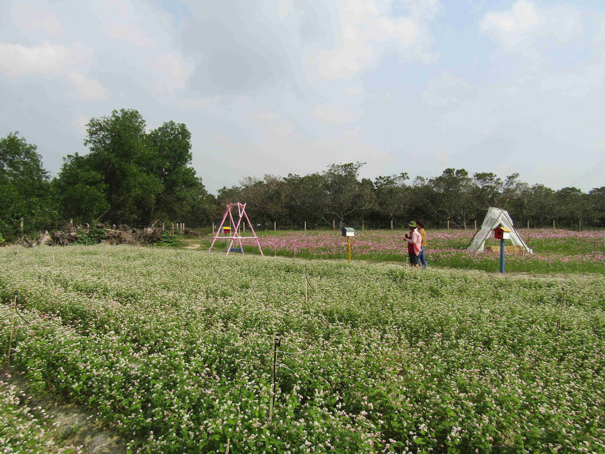 Bình Định: Loài hoa nhuốm màu huyền thoại ở tỉnh Hà Giang bất ngờ xuất hiện ở Phù Cát, nhiều người thích thú - Ảnh 5.