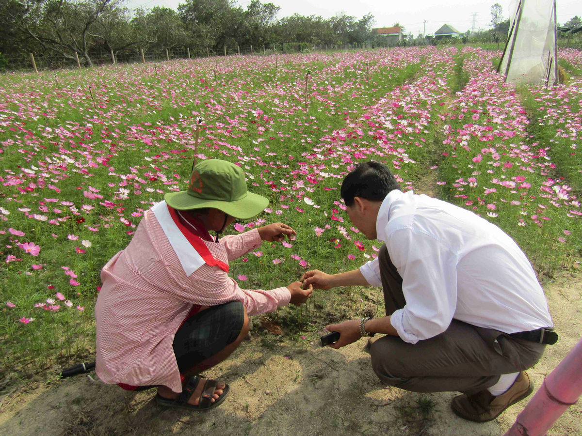 Bình Định: Loài hoa nhuốm màu huyền thoại ở tỉnh Hà Giang bất ngờ xuất hiện ở Phù Cát, nhiều người thích thú - Ảnh 10.