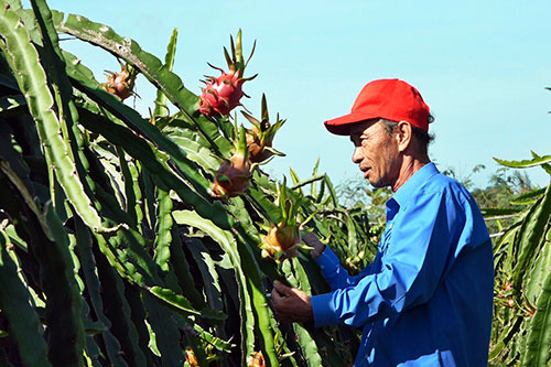 Bình Thuận: Các vườn trồng thanh long vắng lặng bất thường, thương lái tiết lộ lý do bất ngờ - Ảnh 1.