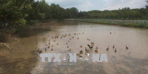 Bạc Liêu: Nuôi thứ chim bay cao, bay xa, trông như con vịt, bán giống hay bán thịt đều đắt như tôm tươi - Ảnh 3.