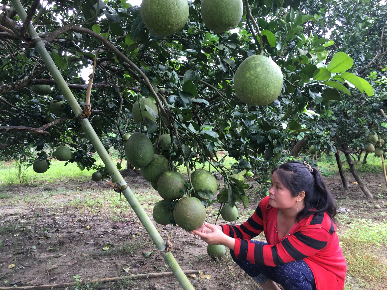 Khánh Hòa: Dư nợ các chương trình tín dụng chính sách đạt hơn 3.112 tỷ đồng - Ảnh 1.