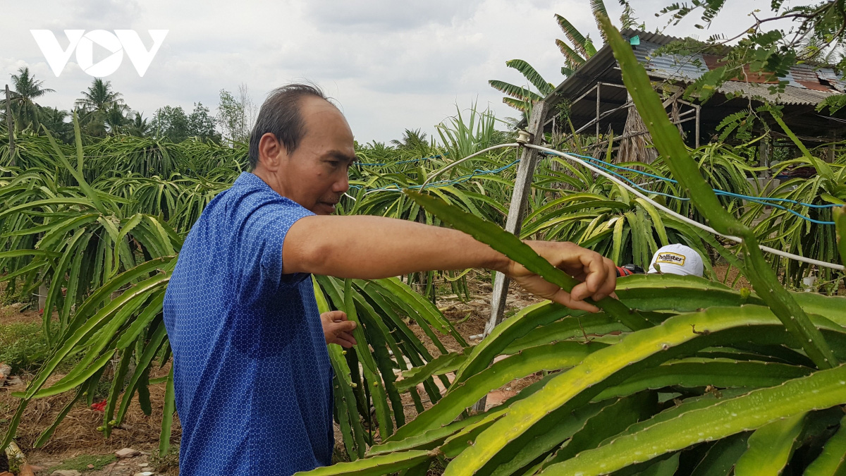 Thanh long rớt giá, nông dân Bình Thuận, Long An lo “mất” Tết - Ảnh 2.