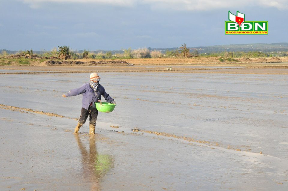 Đắk Nông: Đến khổ, Tết nhất đến nơi mà nông dân còn khốn đốn với thứ &quot;giặc&quot; này, bắt không xuể - Ảnh 1.