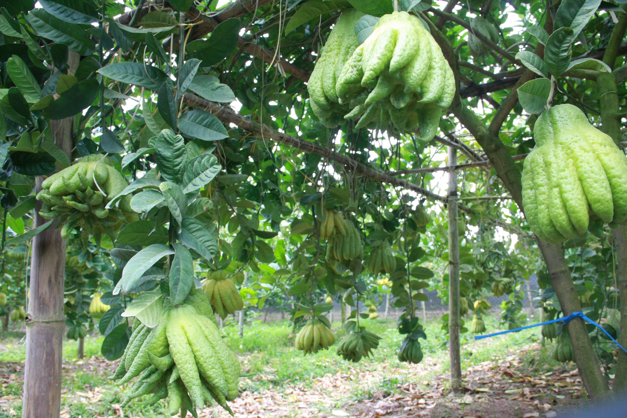 Trồng cây gì chơi Tết 2021: “Vương quốc&quot; loại quả nghìn tay tiền triệu mỗi trái, khủng nhất cả nước - Ảnh 12.