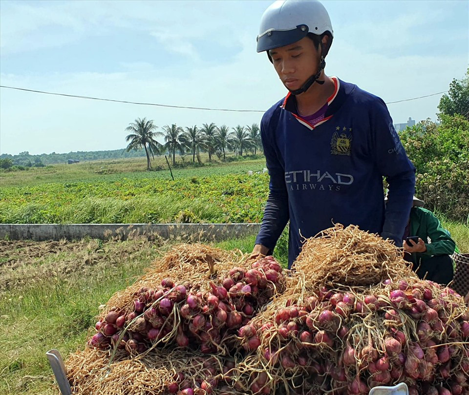 Sóc Trăng: Theo chân ớt chỉ thiên, hành tím tăng giá mạnh, đào 1ha hành củ, nông dân lãi ròng nửa tỷ đồng - Ảnh 2.