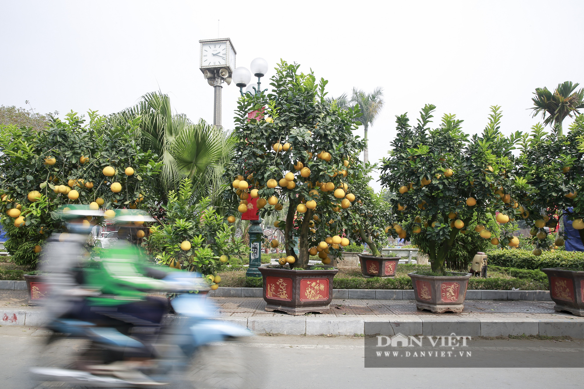 Bưởi cảnh trĩu quả giá chục triệu xuất hiện tại đường phố Hà Nội - Ảnh 1.