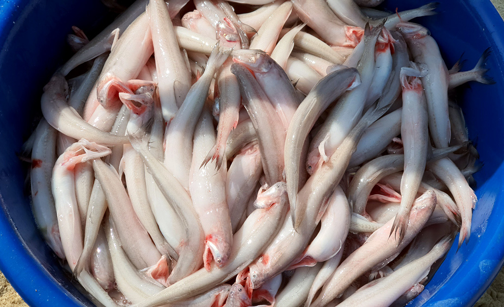 TT-Huế: Cá khoai xuất hiện nhiều, mỗi ghe bắt 40-50 kg cá đặc sản này, lên bờ thương lái xúm vào &quot;khuân&quot; hết - Ảnh 4.