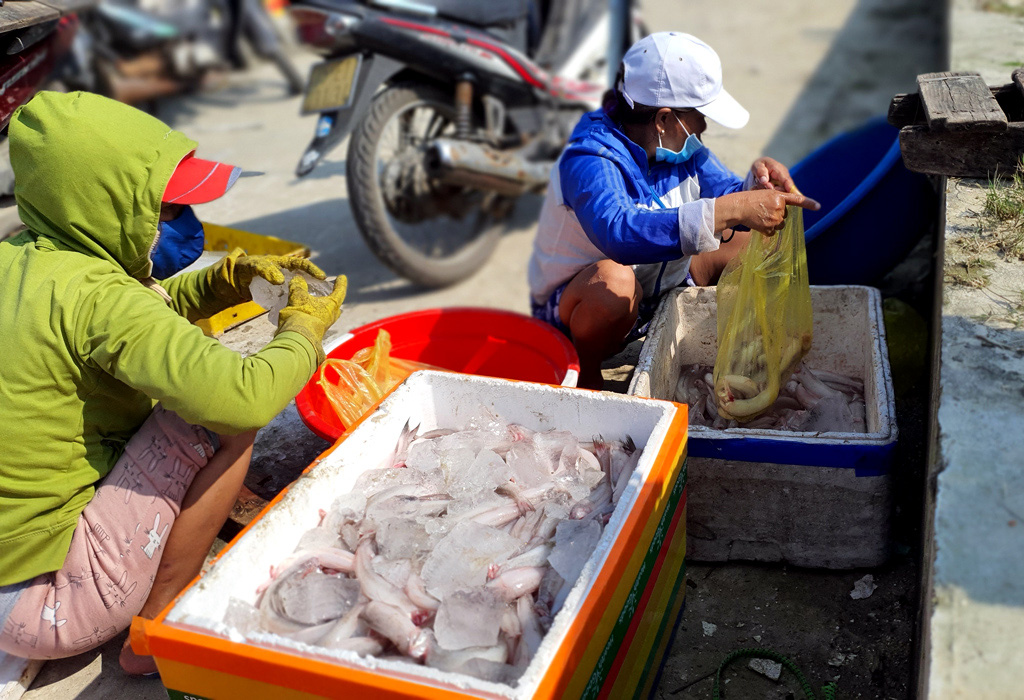 TT-Huế: Cá khoai xuất hiện nhiều, mỗi ghe bắt 40-50 kg cá đặc sản này, lên bờ thương lái xúm vào &quot;khuân&quot; hết - Ảnh 6.