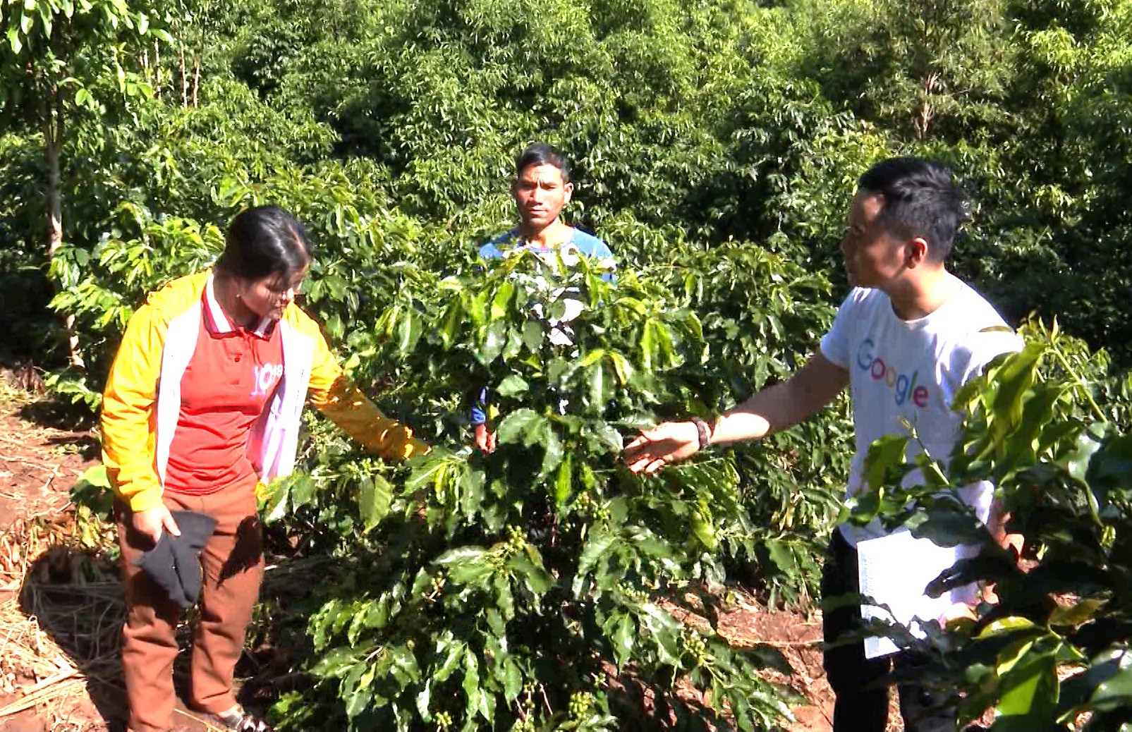 Kon Tum: Cây làm giàu ở Đông Trường Sơn là cây gì mà giúp nhiều nông dân từ nghèo vươn lên thành khá giả? - Ảnh 3.