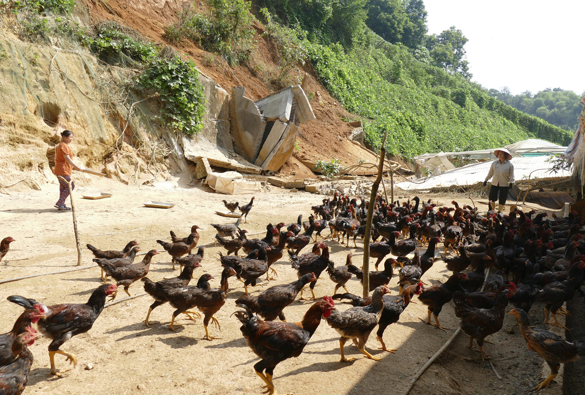 Một nông dân tỉnh Lào Cai nuôi la liệt con đặc sản bay nhảy khắp đồi và trồng rau mà thành tỷ phú - Ảnh 1.