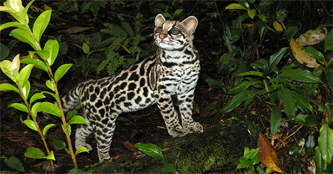 mèo đốm margay