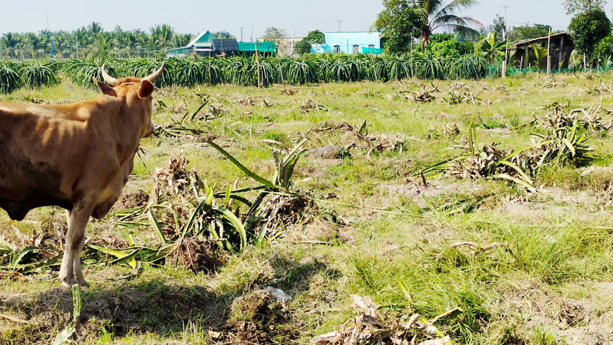 Long An: Đáng buồn, vì sao miệng nói không dám nhưng nông dân đành &quot;xuống tay&quot; phá bỏ vườn thanh long? - Ảnh 5.