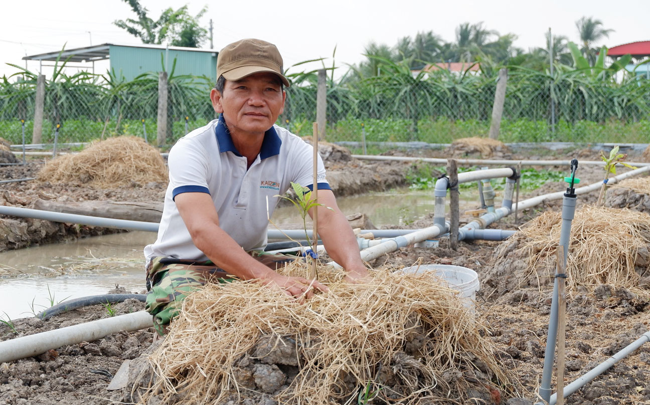 Long An: Đáng buồn, vì sao miệng nói không dám nhưng nông dân đành &quot;xuống tay&quot; phá bỏ vườn thanh long? - Ảnh 1.