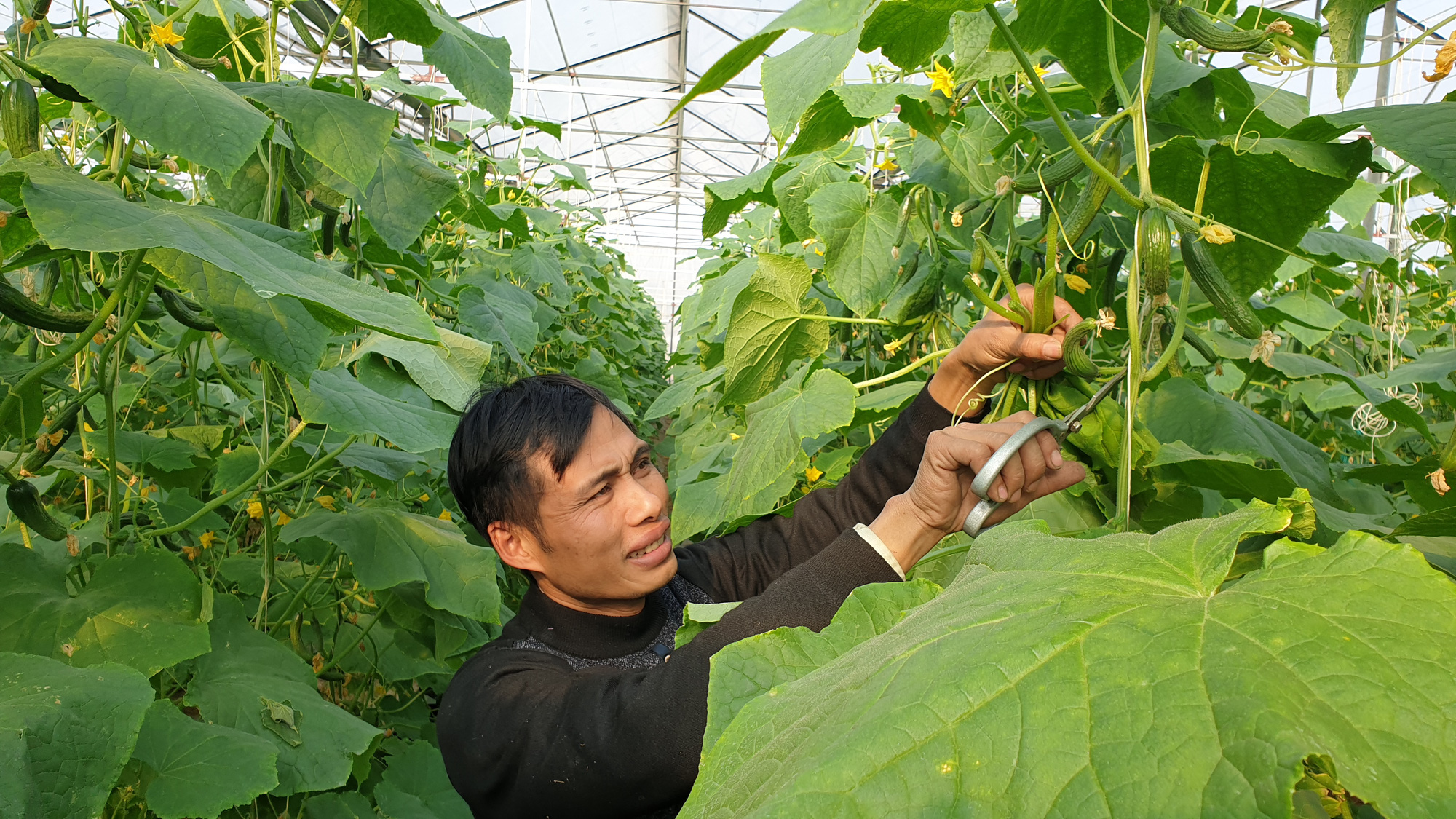 Anh nông dân sịn sò: Ngồi nhà bấm điện thoại chăm vườn dưa baby bán Tết, kiếm tiền triệu mỗi ngày  - Ảnh 7.
