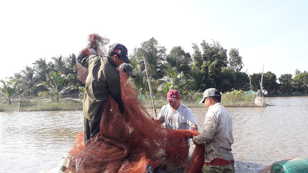 Hậu Giang: Nông dân chộn rộn bắt hàng tấn cá ruộng, cá trê vàng bán 60 ngàn đồng/ký - Ảnh 3.