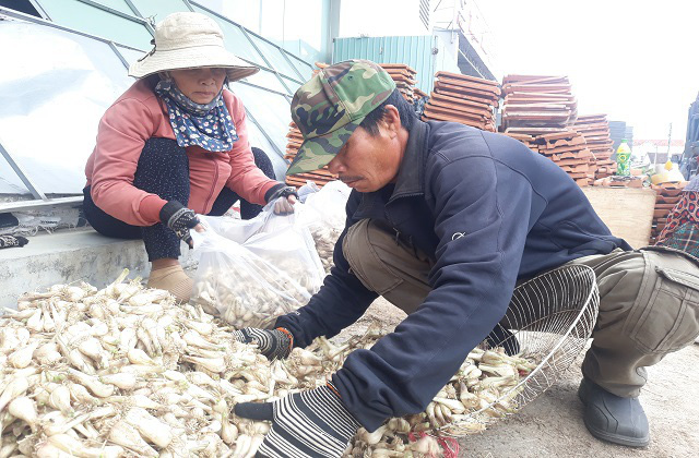 Giá kiệu Tết tăng cao, nông dân phấn khởi thu lãi tiền triệu mỗi sào - Ảnh 1.