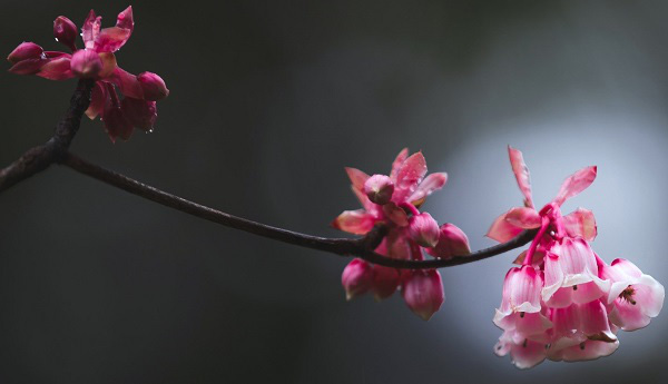 Ngẩn ngơ trước loài hoa đào chuông quý hiếm trên đỉnh Bà Nà - Ảnh 3.