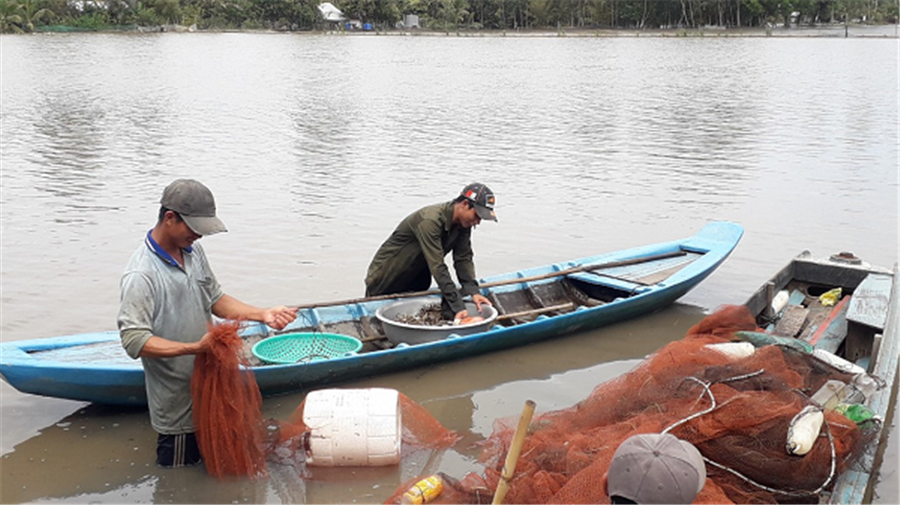 Hậu Giang: Nông dân chộn rộn bắt hàng tấn cá ruộng, cá trê vàng bán 60 ngàn đồng/ký - Ảnh 1.