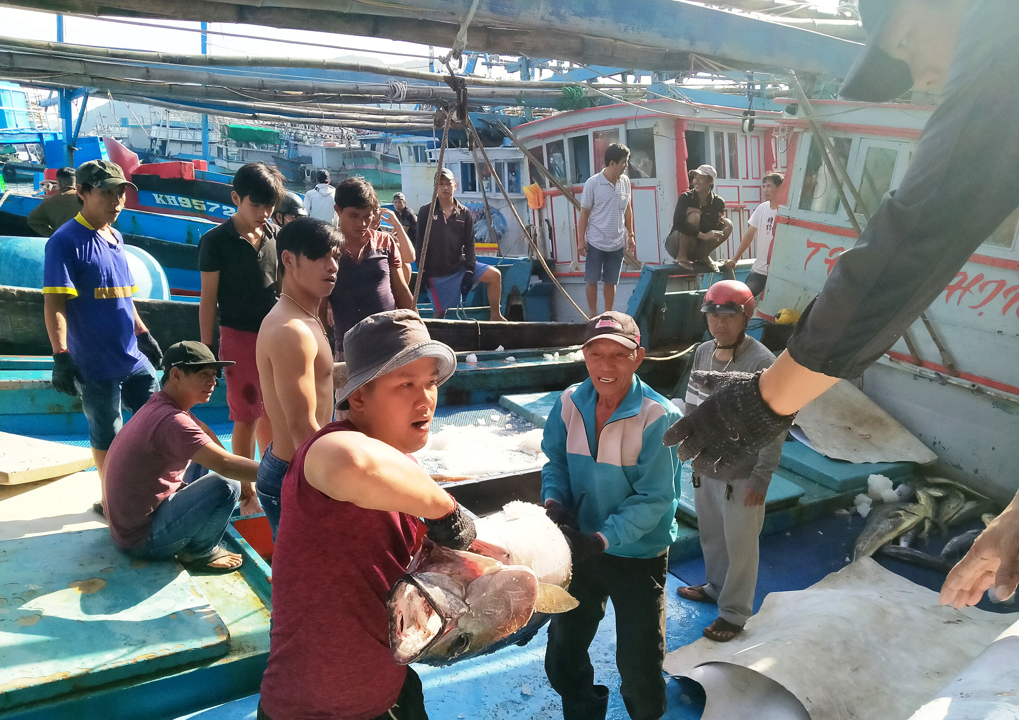 Giáp Tết, dân Khánh Hòa trúng cá ngừ đại dương, lãi hàng chục triệu đồng/chuyến - Ảnh 2.