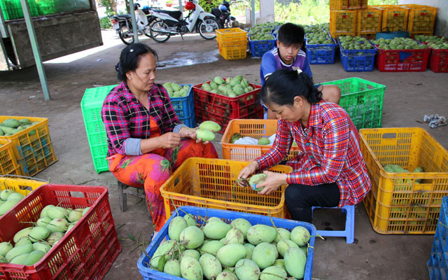 Đồng Tháp: Giá xoài đặc sản bất ngờ "bốc hơi" mất gần 1 nửa, thêm dự báo này khiến nông dân lo lắng