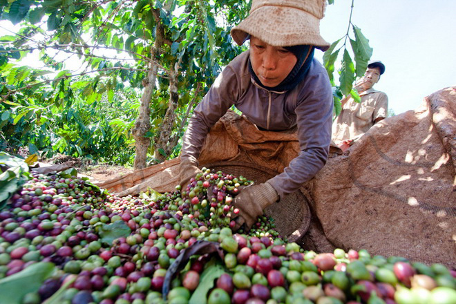 Giá nông sản hôm nay 27/1: Lợn hơi miền Bắc giảm sâu, giao dịch lúa gạo sôi động - Ảnh 2.