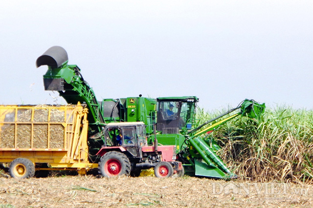 Các vùng trồng mía trong nước đã bắt đầu vụ ép mía mới