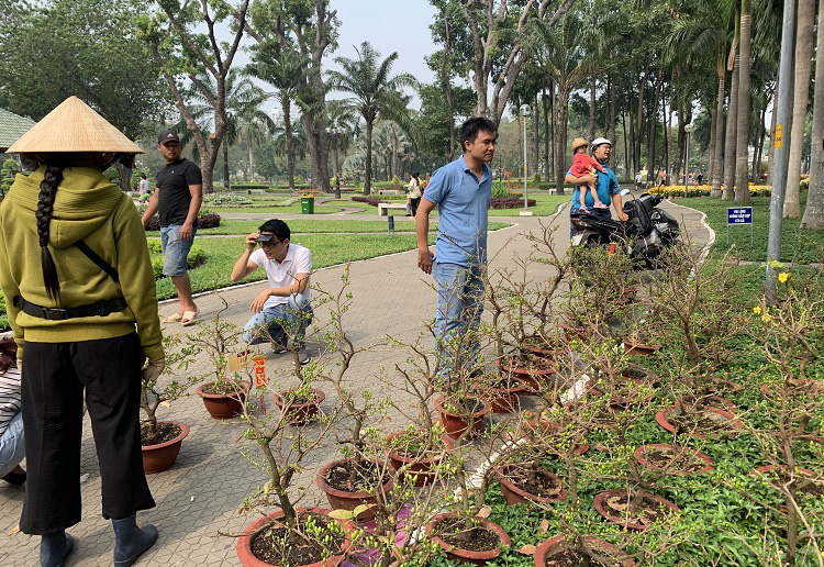 Chơi Tết cây gì: Nhà vườn mai Thủ Đức đưa mai xuống vỉa hè, chợ hoa Tết và cả trên mạng xã hội... để bán - Ảnh 4.