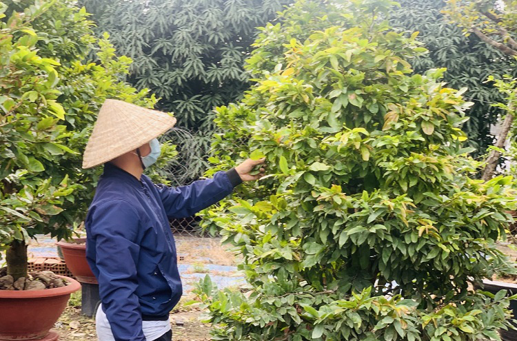 Chơi Tết cây gì: Nhà vườn mai Thủ Đức đưa mai xuống vỉa hè, chợ hoa Tết và cả trên mạng xã hội... để bán - Ảnh 1.