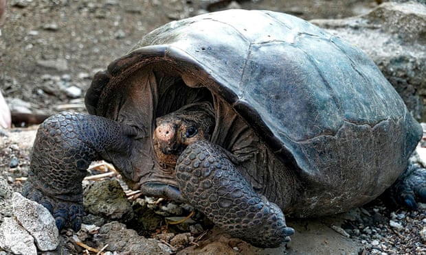 Rùa Galapagos - loài rùa lớn nhất thế giới có thể nhịn ăn trong 1 năm - Ảnh 4.