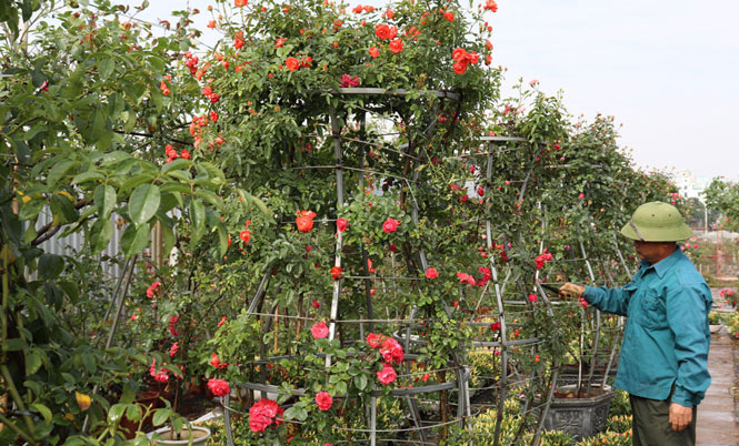 Sau cách ly vì Covid-19, làng Hạ Lôi như hừng thêm sức sống, trồng 400 cây hoa hồng khủng đã có người mua hết - Ảnh 1.