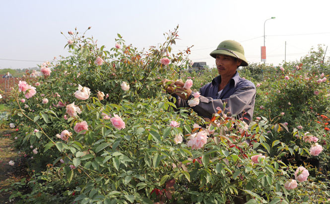 Sau cách ly vì Covid-19, làng Hạ Lôi như hừng thêm sức sống, trồng 400 cây hoa hồng khủng đã có người mua hết - Ảnh 2.