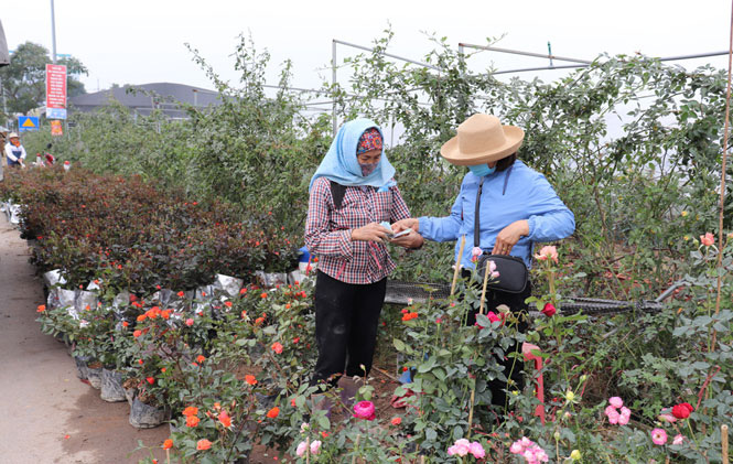 Sau cách ly vì Covid-19, làng Hạ Lôi như hừng thêm sức sống, trồng 400 cây hoa hồng khủng đã có người mua hết - Ảnh 3.