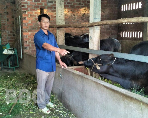 &quot;Liều&quot; nuôi giống bò lạ to bự, một ông nông dân tỉnh Bình Định giàu lên nhanh, lãi đều như vắt chanh  - Ảnh 1.