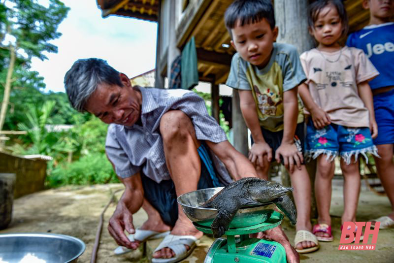 Thanh Hóa: Nuôi ba ba trên cạn trong bể xi măng, bán đắt tiền mà chưa kịp lớn đã có người đòi mua - Ảnh 8.