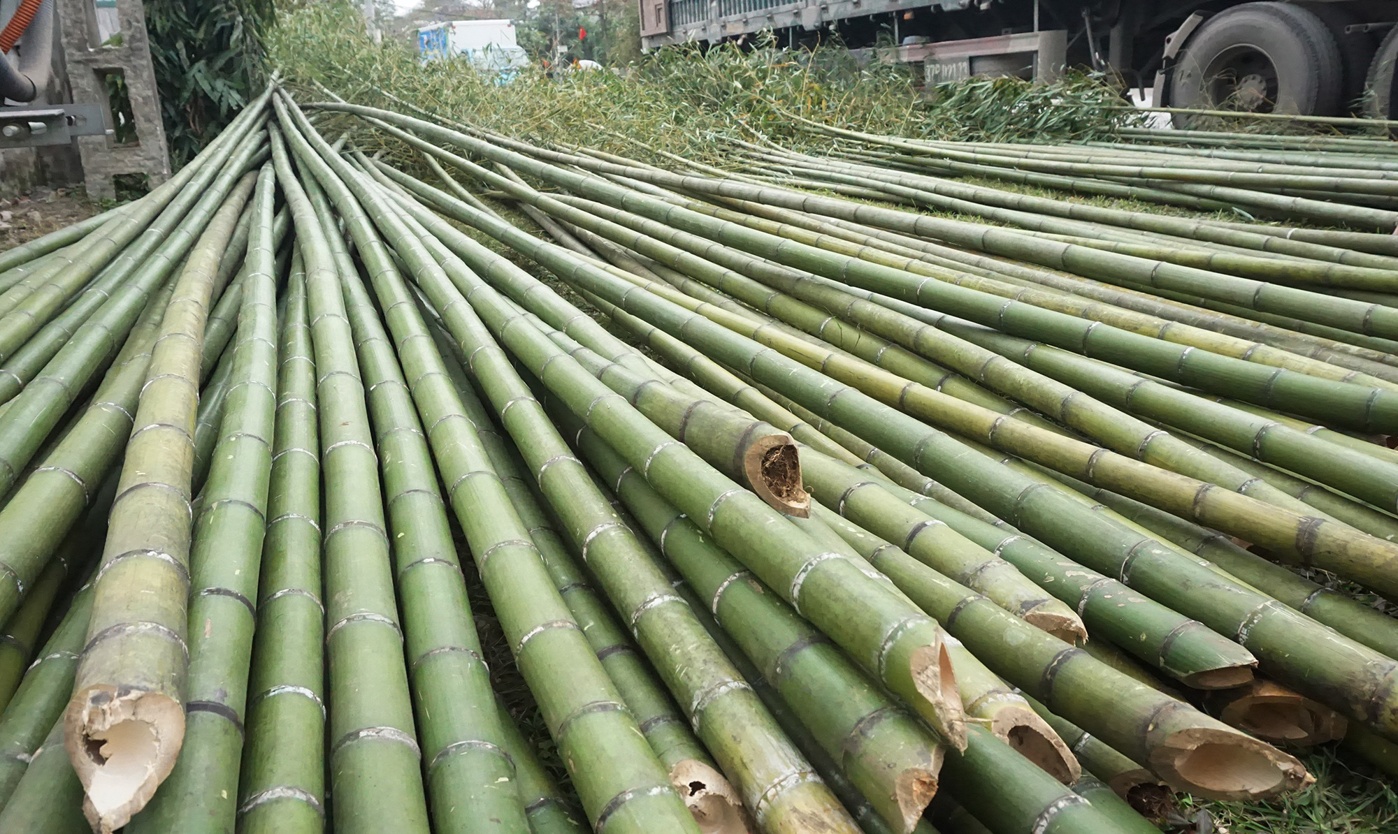 Tết Tân Sửu 2021: Loại cây &quot;cắt gốc, còn ngọn&quot; mỗi năm chỉ bán 1 lần nhưng lại cực kỳ đắt khách - Ảnh 1.