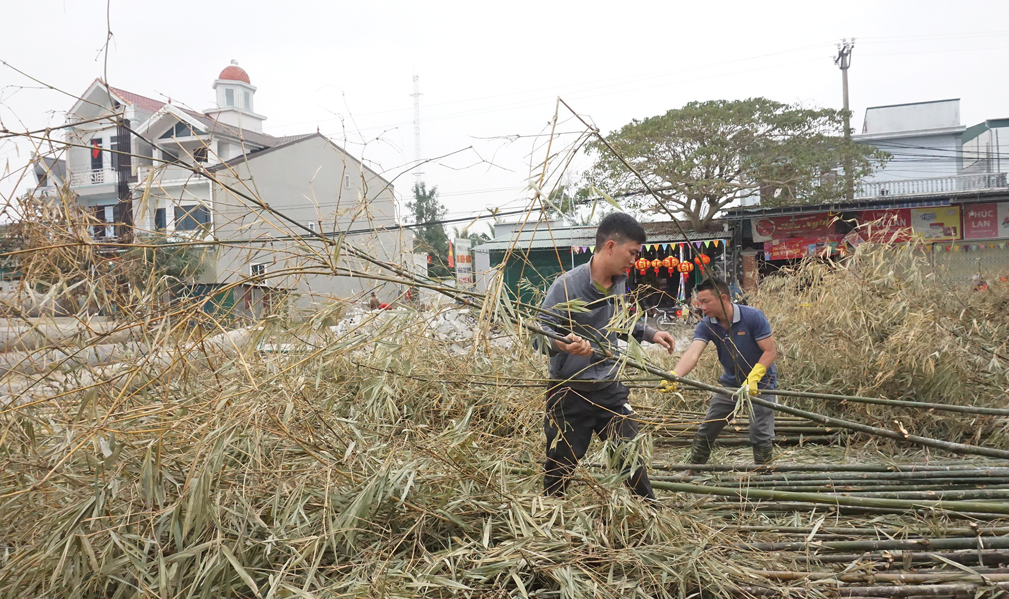 Tết Tân Sửu 2021: Loại cây &quot;cắt gốc, còn ngọn&quot; mỗi năm chỉ bán 1 lần nhưng lại cực kỳ đắt khách - Ảnh 8.