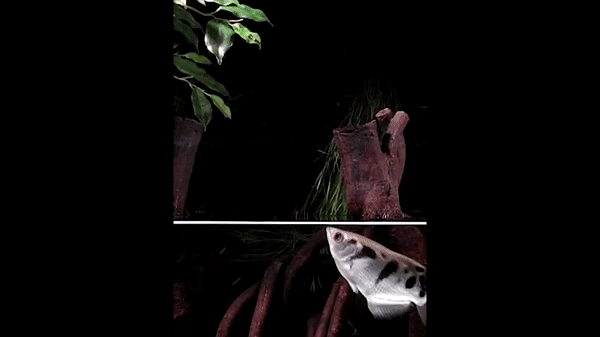 Cá mang rổ - Loài cá kỳ lạ có khả năng &quot;bắn súng nước&quot; từ miệng để tiêu diệt gọn con mồi - Ảnh 2.