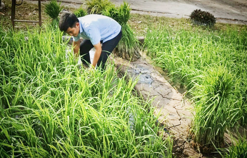 Bến Tre: Quảng bá du lịch dịp Tết, bất ngờ với tiểu cảnh ruộng lúa, con trâu, cây rơm, chòi tranh-toàn &quot;đặc sản&quot; quê nhà - Ảnh 1.