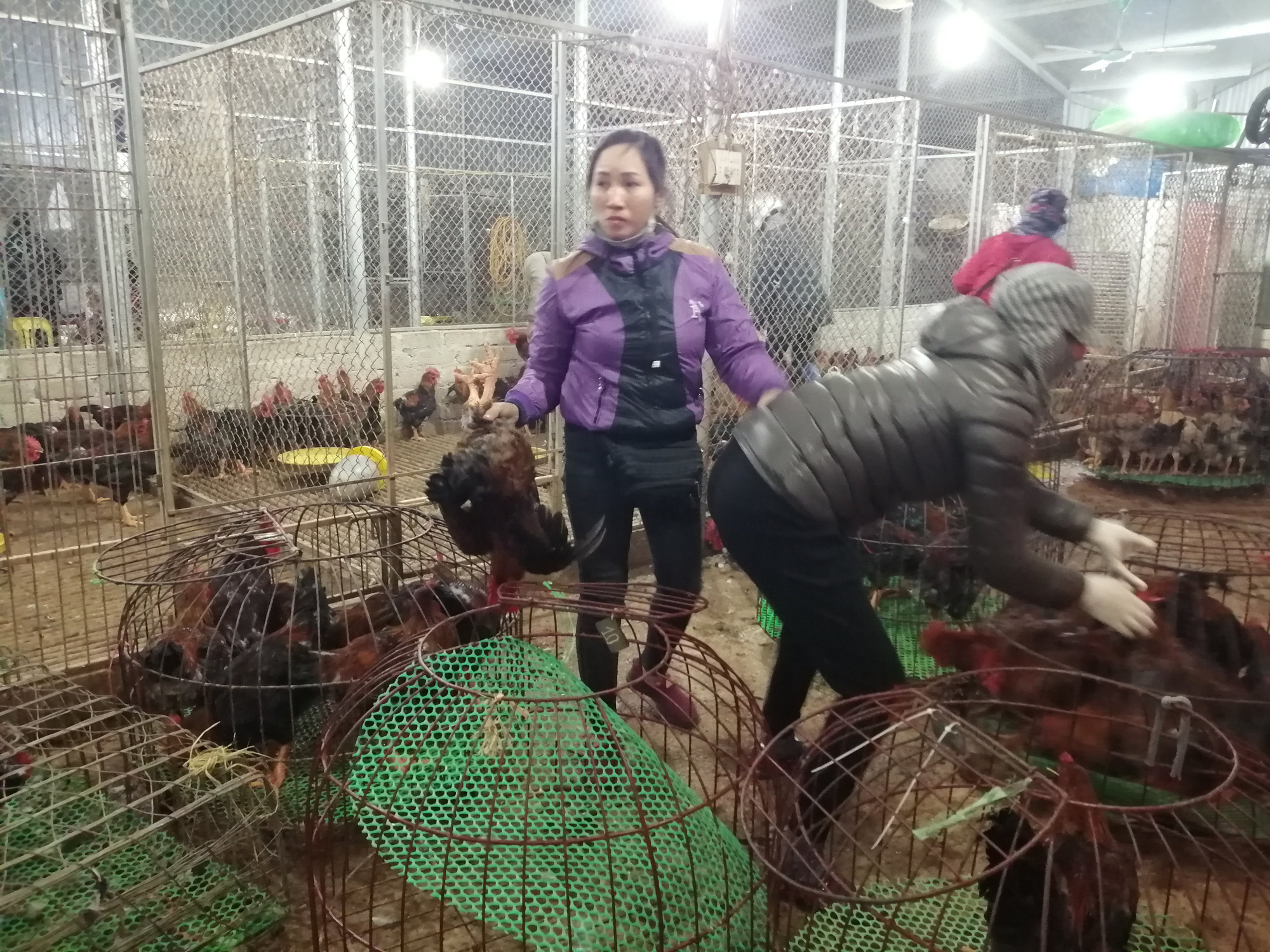 Bắc Giang: Cận Tết, chợ thu mua gà lớn nhất huyện Tân Yên ảm đạm, tiêu thụ giảm 30% so với năm trước - Ảnh 2.