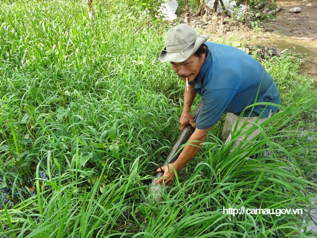 Cà Mau: Lang thang ở cánh đồng hoang đặt trúm lươn đồng, lôi con lươn bự ra khỏi ống có người giật &quot;hết cả hồn&quot; - Ảnh 6.